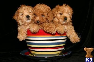 MALTIPOO  MORKIE TEACUP AND TOY PUPPIES IN NEW YORK CITY....FR $ 750