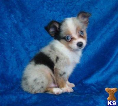 Tiny Toy Australian Shepherd Puppies in New York City....212-987-7683....Adorable Aussie Puppies....ready NOW