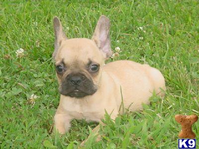Champion French bulldog puppies for sale in New york City...Call  212-987-7683