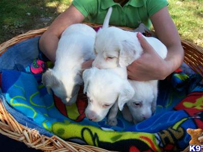 TRICKY DICK  Puppies Available