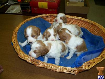 BRITTANY PUPPIES READY TO GO 