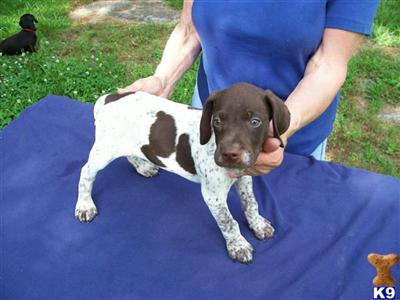 TOP OF THE LINE   GSP puppies