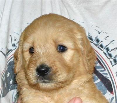 Health tested awesome temperament f1 goldendoodles