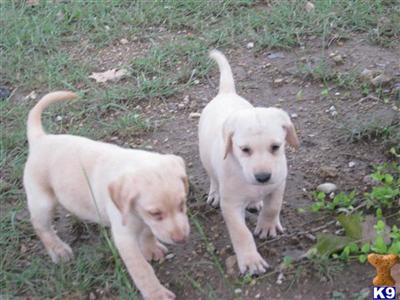 AKC  Light yellow, Lab Puppies