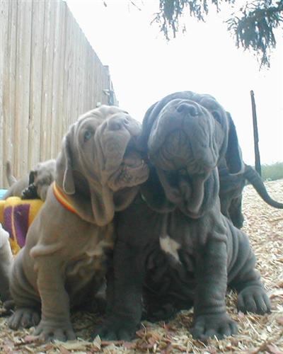 AKC for Show Breed or Pet