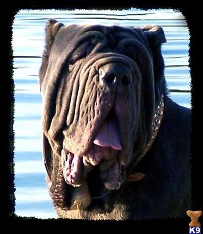 AKC CH Bloodlines All Four Colors  Summer and Fall of 2009