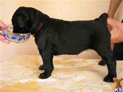 BRT puppies available