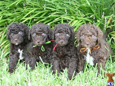 Multi-Gen Labradoodles