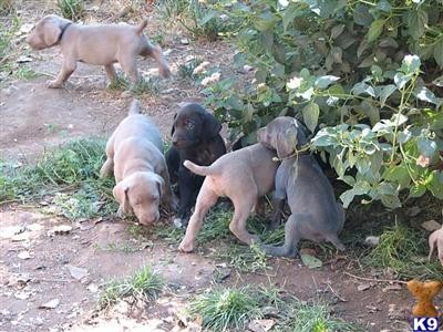  Weimaraner pups