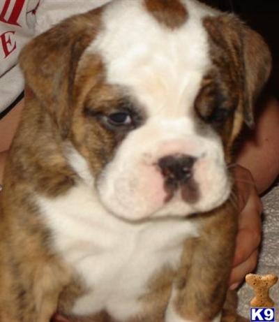 Old English Bulldog Female for Sale