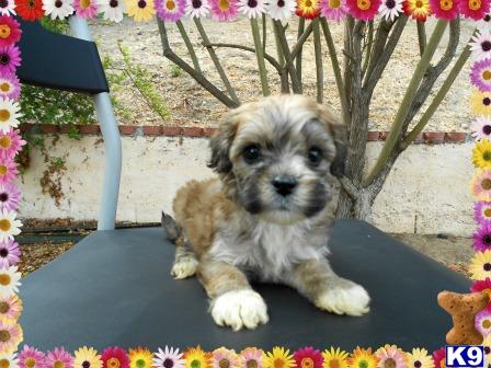 Toy+shih+tzu+puppies+for+sale+uk