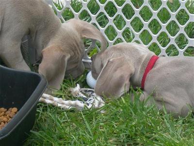 Weimaraner Puppies Born March 30 2008 only 3 males left