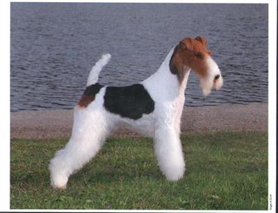 Wire Haired Fox Terrier