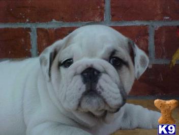 Shipping,AKC,Microchip,Guarantee Included in Price