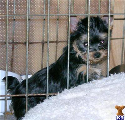 AKC Yorkshire Terriers