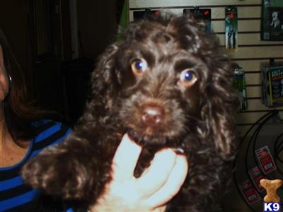 COCKAPOO 