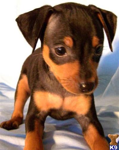Miniature Pinscher - Tiny  Adorable