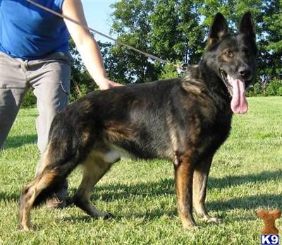 Beautiful Czech/DDR Puppies