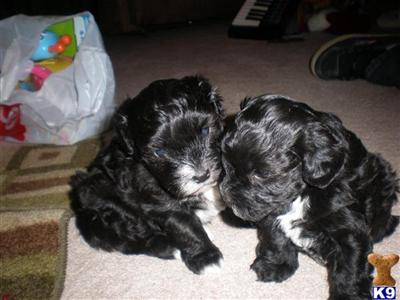 schnoodles oodles of curls