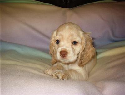 AKC REgistered Cocker Spaniel puppy