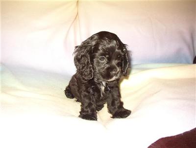 AKC registered Cocker Spaniel puppy