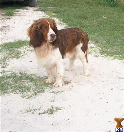 JTs Lil Ozzie