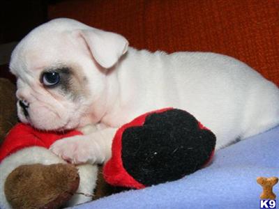 French Bulldog puppy