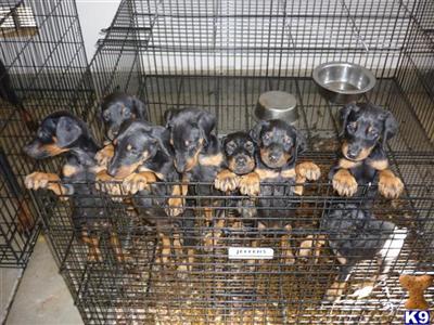 European and American Breeding
