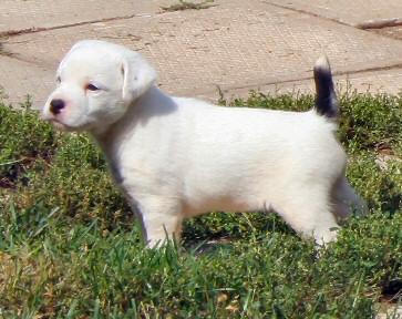 Parson Russell Puppy for sale.