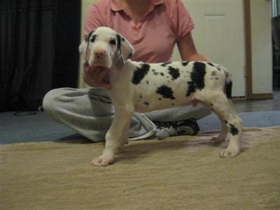 Serenity great danes 