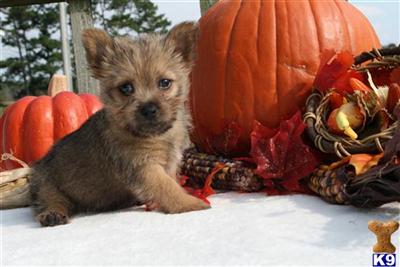 ADORABLE AKC NORWICH TERRIER PUPPIES