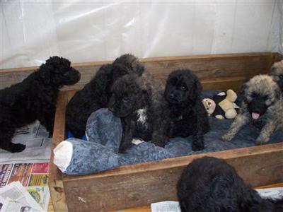 Akc Bouvier des Flandres Puppies
