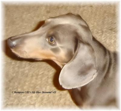 Champion CKSs My Blue Diamond MS