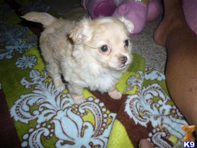 pomapoo pup 