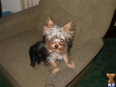 Teddy the stud