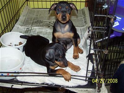 MIN PIN BLK _N_TAN  MALE