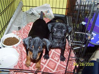 AKC PUG MALE PURE BLACK