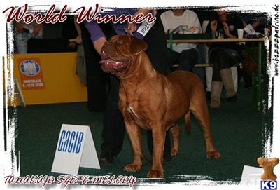 douge de bordeaux pups
