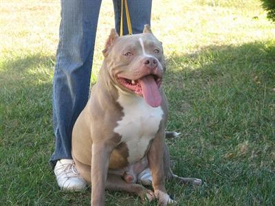 PRETTY BOY GHOST