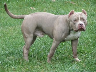 NEW BREEDING FOR 2008
