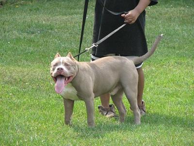PRETTY BOY GHOST