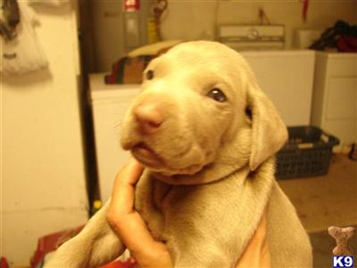Silver Female