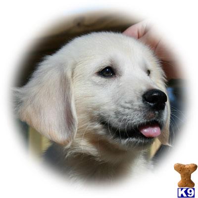 Snowbank - Full English Creme Male Puppy - CH Lineage