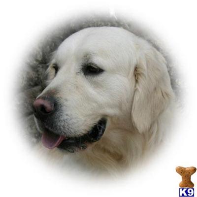 Ice Prince - Quality Full English Cream Golden Retriever Puppy