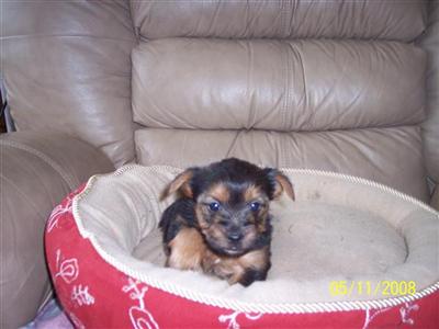 AKC Yorkshire Terrier  Female Puppies