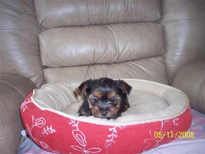 AKC Yorkie Female Puppy