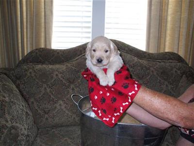 AKC GOLDEN RETRIEVER MALE