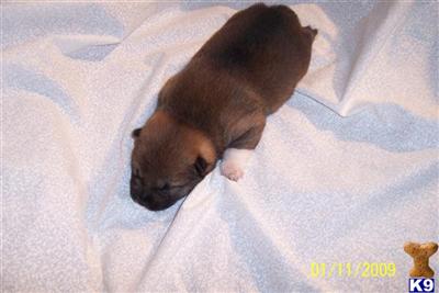 AKC CHAMPION BLOODLINES