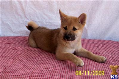 AKC CAMPION BLOODLINES-READY NOW