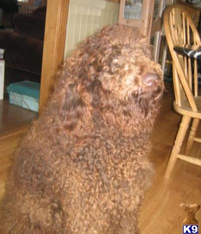 multi generation labradoodle puppies coming 